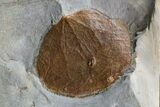 Two Fossil Leaves (Zizyphoides & Beringiaphyllum) - Montana #165008-3